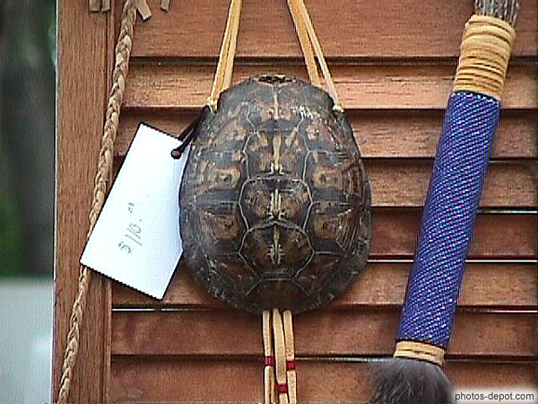 photo de carapace de tortue