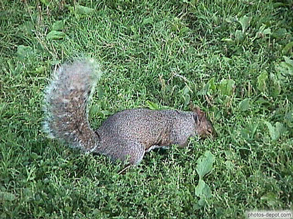 photo de écureuil fouille dans l'herbe