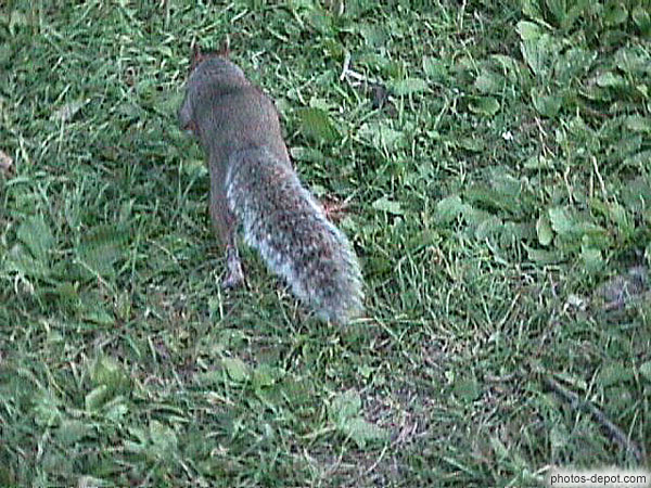 photo de fuite d'un écureuil