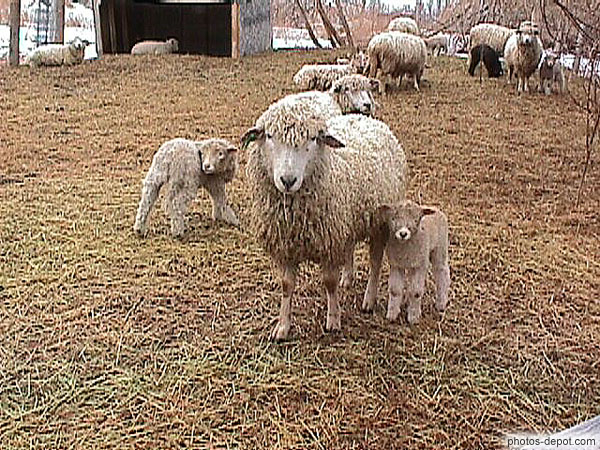 photo de mouton et agneaux
