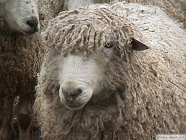 photo de mouton mal peigné