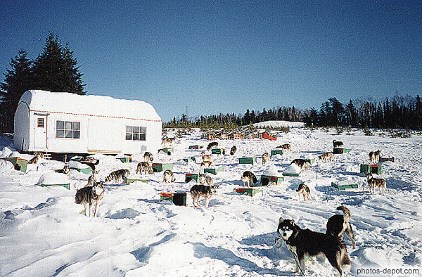 photo de chiens de traineau dans la neige
