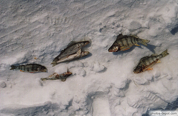 photo de poissons pêchés sous la glace