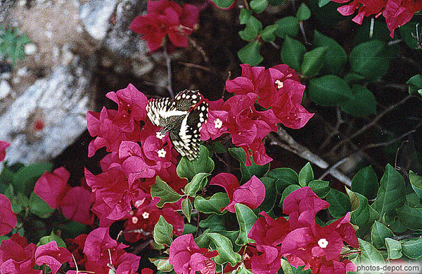 photo de papillon africain sur fleurs roses