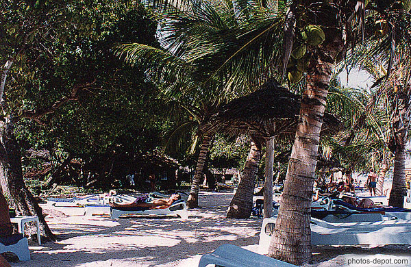 photo de cocotiers sur la plage