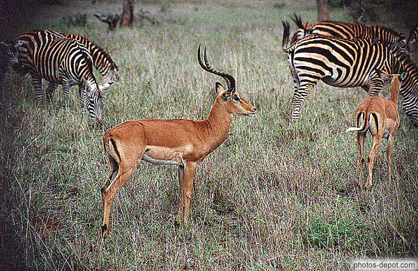 photo de zebres et gazelles