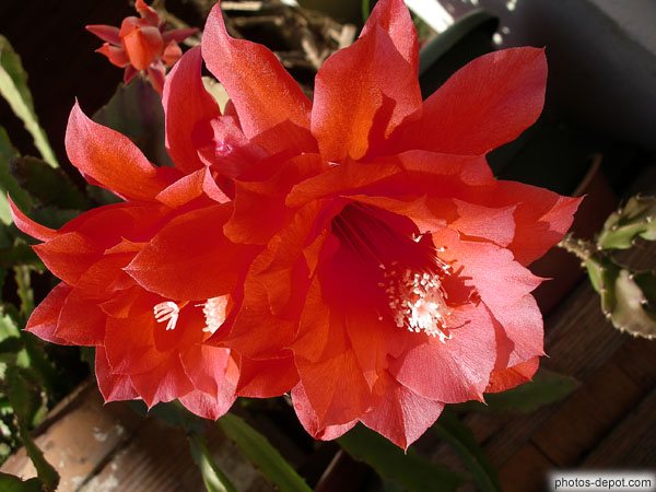 photo de fleur de cactus rouge aux longs pistils blancs