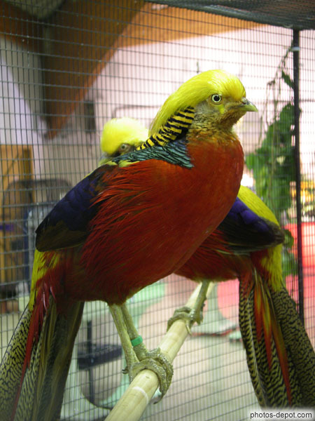 photo d'oiseaux de feu  multicolore