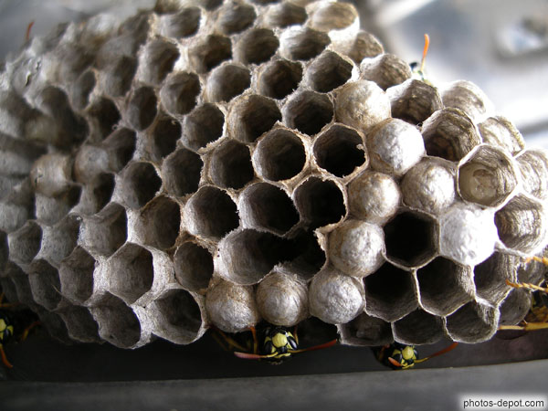 photo d'alvéoles d'essaim de guèpes