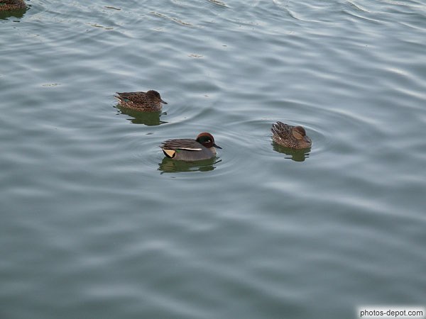 photo de petits canards dans l'eau