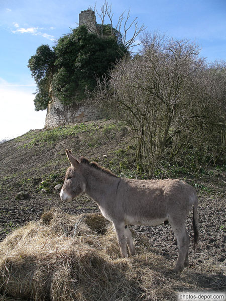 photo de âne devant la ruine du chateau