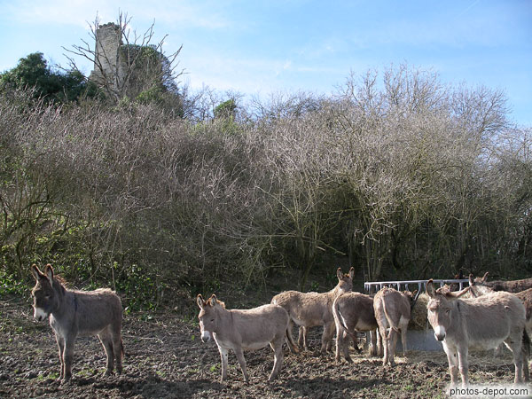photo de ânes devant le chateau