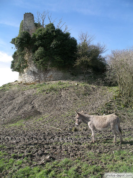 photo de âne devant le Chateau de Gurson
