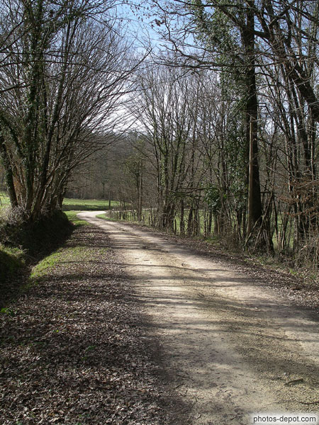 photo de chemin dans la forêt