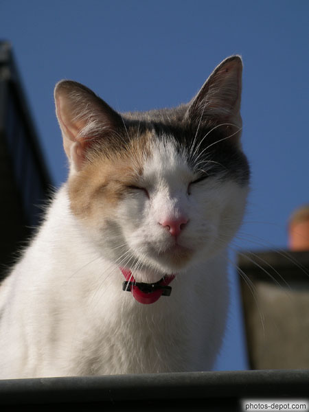 photo de chat ronronne sur les toits