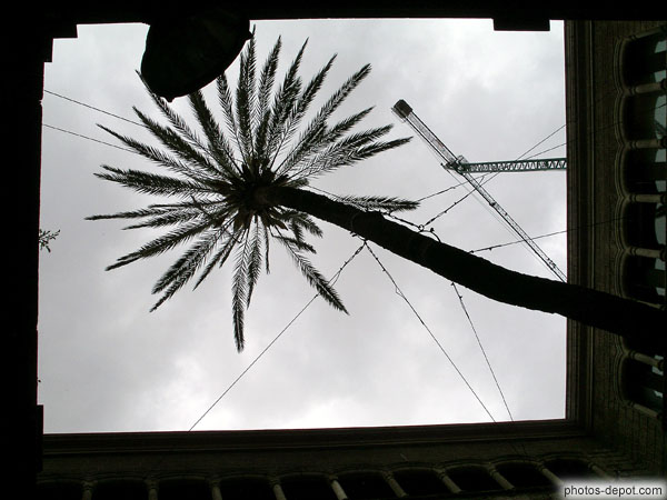 photo de palmier géant au centre la la cour, Quartier Gothique
