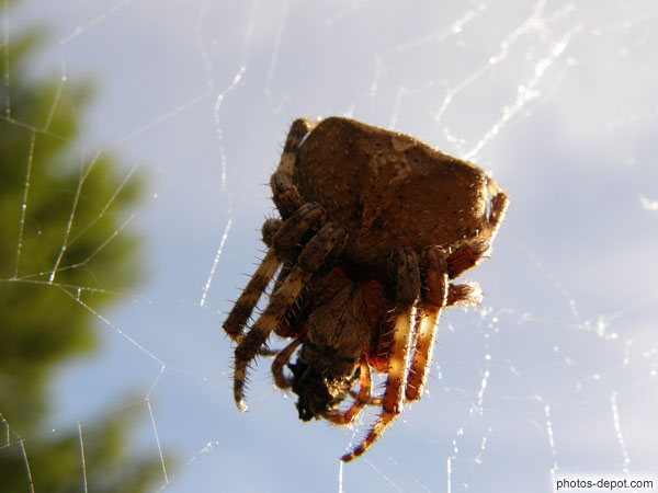 photo de grosse araignée recroquevillée sur sa toile