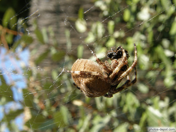 photo de grosse araignée enserre un insecte pris dans sa toile