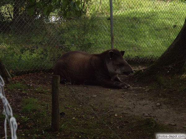 photo de tapir