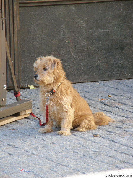 photo de petit chien roux à poils longs