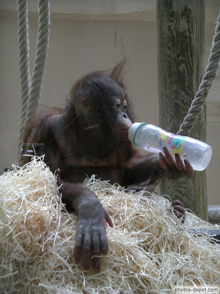 photo de Lingga, petit orang outang abandonné par sa mère boit son biberon tout seul !