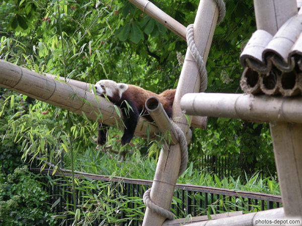 photo de Petit Panda affalé sur un bambou
