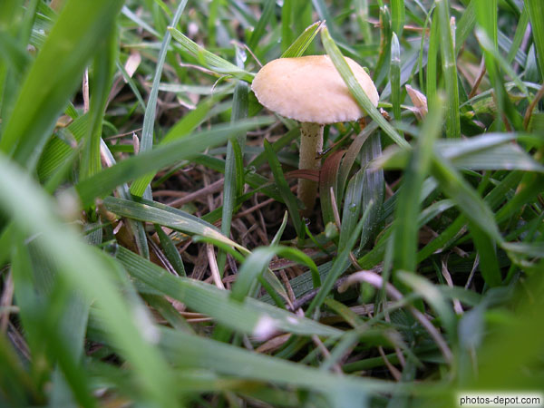 photo de champignon