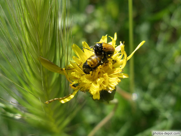 photo de reproduction des insectes sur une fleur