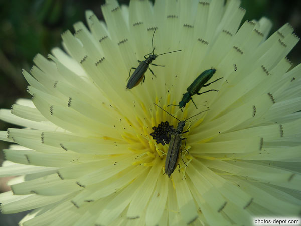 photo de polen sur insectes sur fleurs