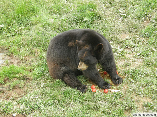 photo d'ours brun mangeant des tomates