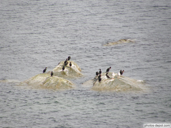 photo de cormoran à aigrette sur rochers au milieu de la mer