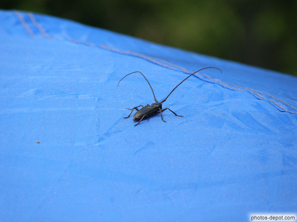 photo d'insecte aux longues antennes