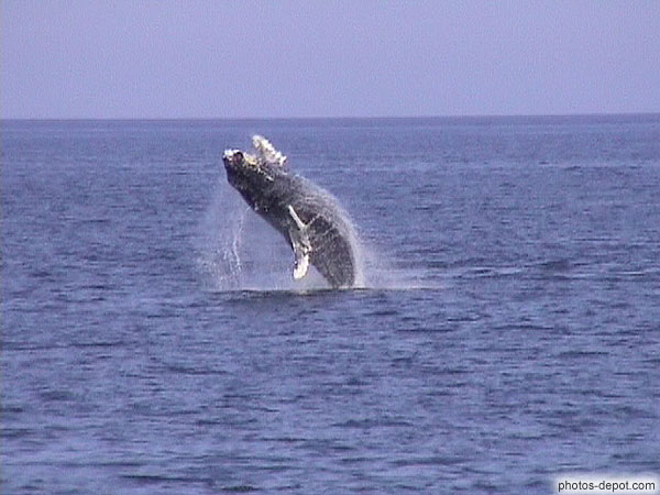 photo de Baleine à bosse jallit hors de l'eau
