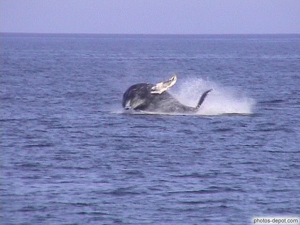 photo de saut de baleine à basse