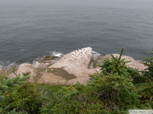 photo de Cormorans et goélands sur rocher avançant dans la mer