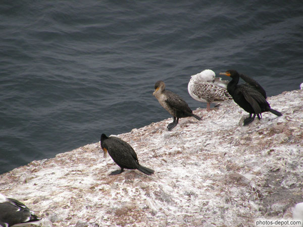 photo de Cormorans et goélands sur rocher