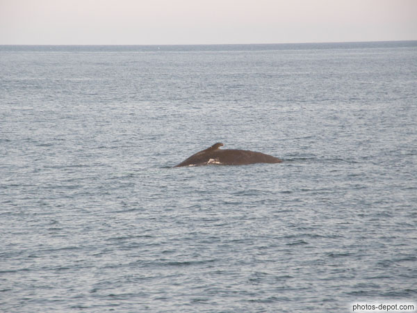 photo de Dos de Baleine à bosse