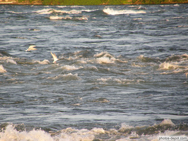 photo de sternes pêchant dans les rapides
