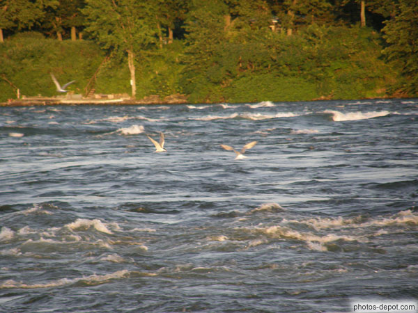 photo de sternes pêchant dans les rapides