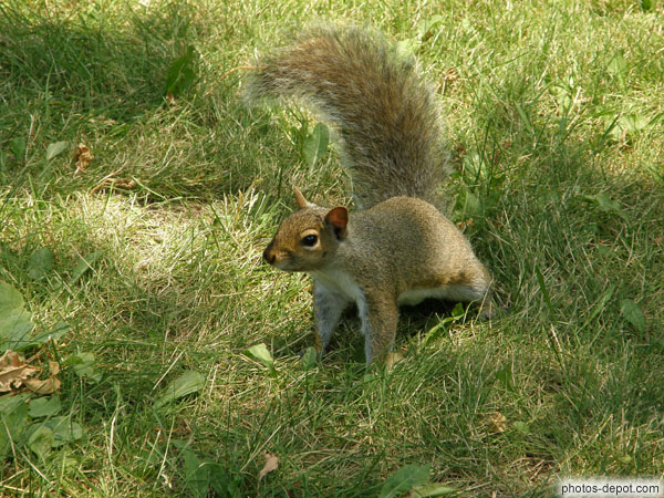 photo de écureuil dresse l'oreille,queue en panache