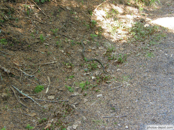 photo de serpent sur le bord du chemin