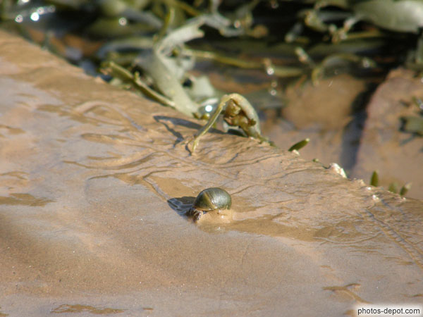 photo d'escargot de mer sur le sable vaseux de la grève