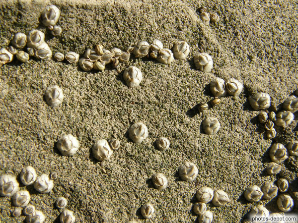 photo de La Balane vit sur le littoral. Ce petit crustacé ressemble à un mollusque. Il s'accroche aux rochers. Il filtre l'eau à l'aide de ses pattes pour se nourrir du plancton