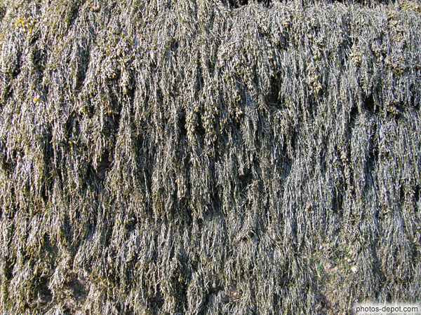 photo d'algues sur les rochers