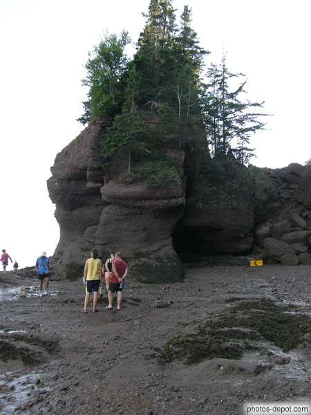 photo de rocher sur lequel subsistent les sapins épargnés à marée haute