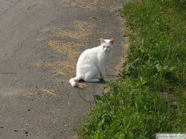 photo de Chat blanc