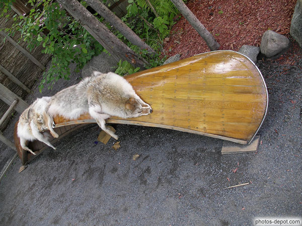 photo de Peaux de loups sur canot de bois vernis