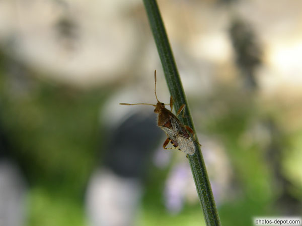 photo d'insecte aux longues antennes sur tige