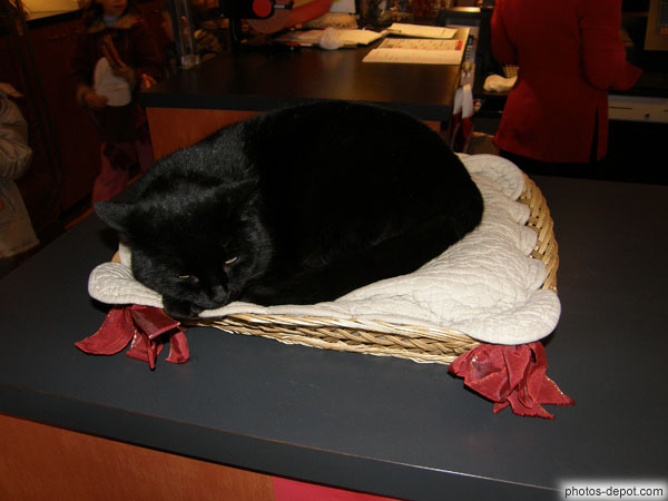 photo de chat noir lové dans son panier