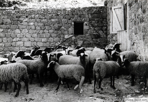 photo de moutons dans la bergerie